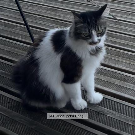 Photo 3/3 Ramses Chat perdu à Sainte foy d aigrefeuille