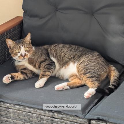 Photo de chat perdu à Metz