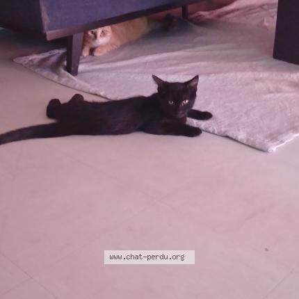 Photo 1/1 Chat retrouvé Perdu à St Etienne De Chigny
