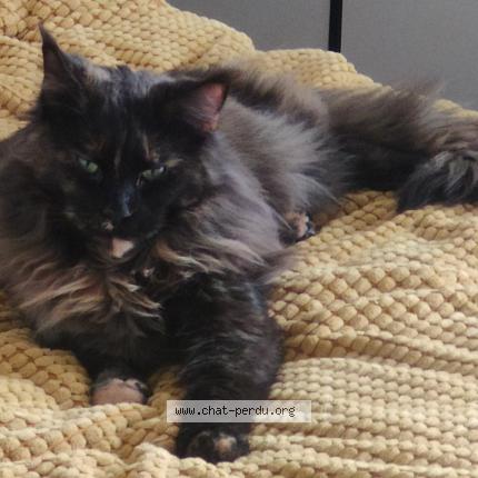 Photo 1/1 Spice Chat perdu à Toulouse