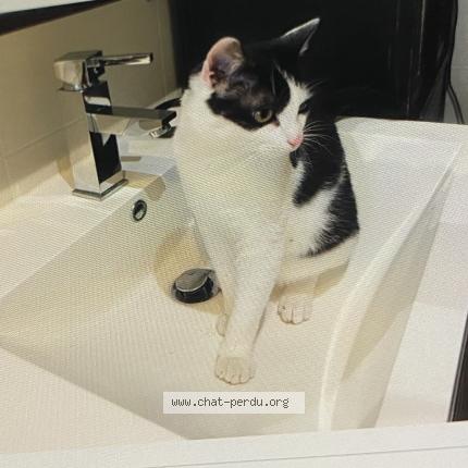 Photo 1/1 Salto Chat perdu à Montauban