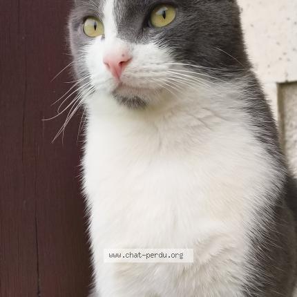 Photo de chat perdu à Poitiers