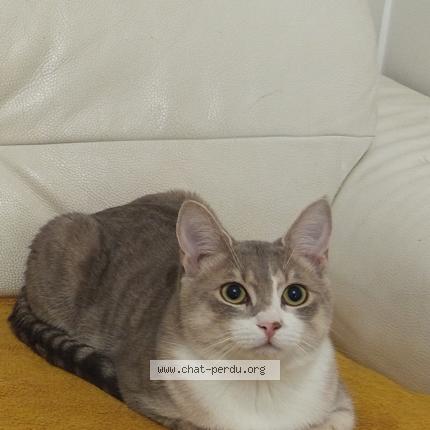 Photo 1/1 Loki Chat perdu à Salies du salat