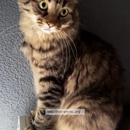 Photo de chat perdu à Oberentzen