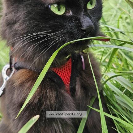 Photo 1/1 Miou-Miou Chat perdu à Chauconin neufmontiers