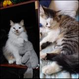 Photo de chat perdu à Santiago