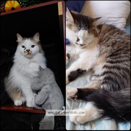 Photo 1/1 MANCHA Chat perdu à Santiago