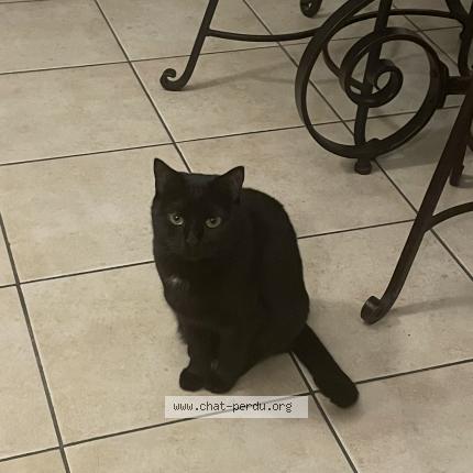 Photo de chat perdu à Thionville