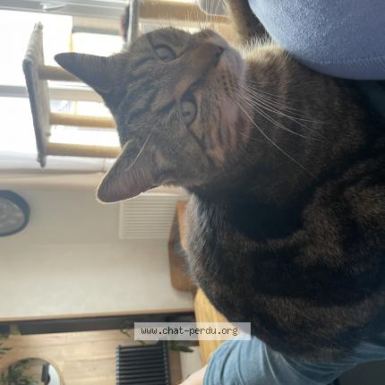 Photo 1/1 MOJI Chat perdu à Bourgogne