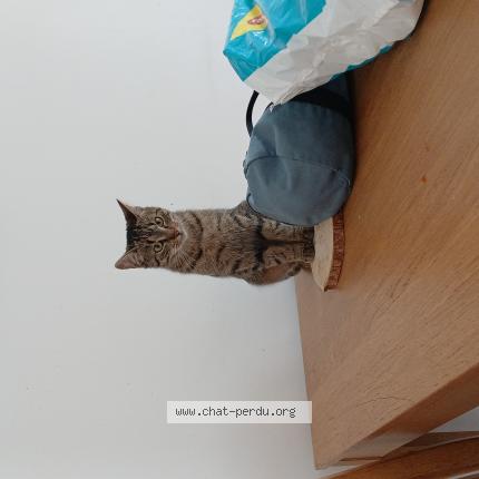 Photo 1/1 Caramel Chat perdu à Marly le roi