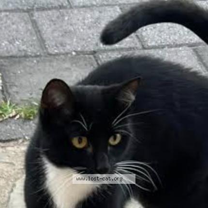 Photo 1/1 Squeek Chat perdu à Perth