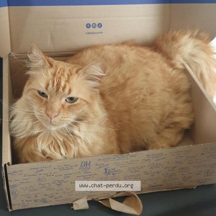 Photo de chat perdu à 69290 Craponne