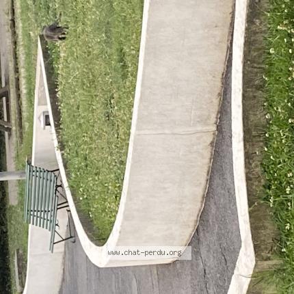 Photo 1/1 Chat trouvé Trouvé à Puteaux