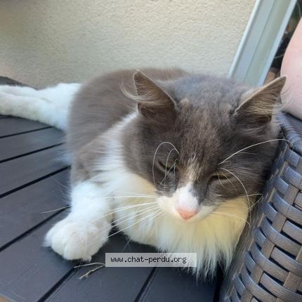 Photo de chat perdu à Naizin