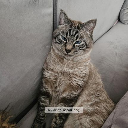 Photo de chat perdu à Paris