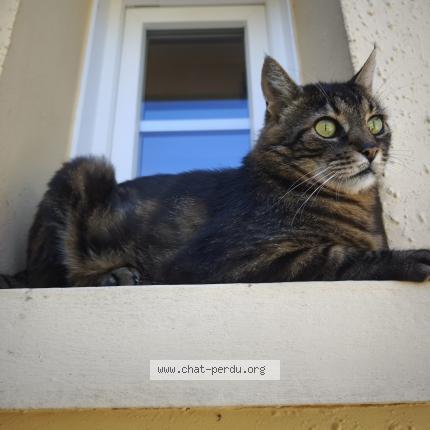 Photo de chat perdu à Bressuire