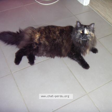 Photo 1/1 Chat retrouvé Perdu à Cenac