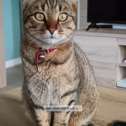 Photo 1/3 Sirius Chat perdu à Prefailles