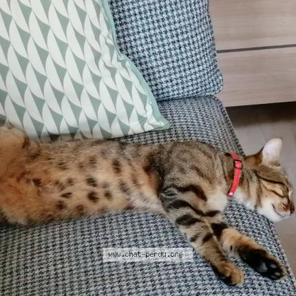 Photo 2/3 Sirius Chat perdu à Prefailles