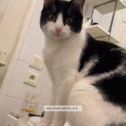 Photo 1/1 Minouche Chat perdu à Carriere sous poissy