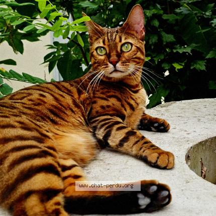 Photo 1/1 Chat retrouvé Perdu à Toulouse