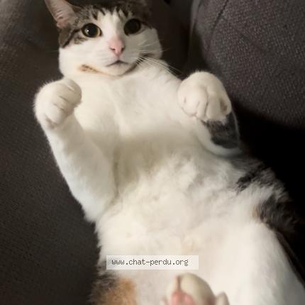 Photo 1/1 Mia Chat perdu à Saint aubin les elbeuf
