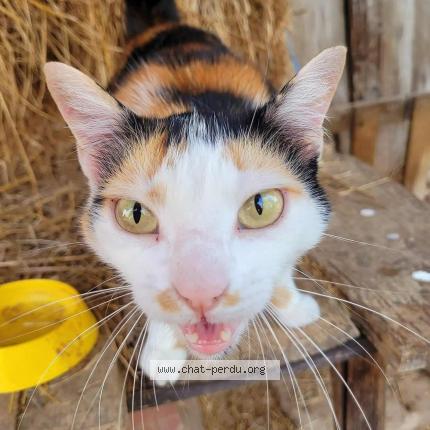 Photo de chat perdu à Couffouleux