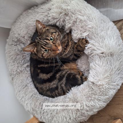 Photo 1/1 Chat retrouvé Perdu à Villejuif