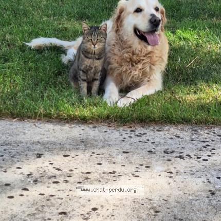 Photo 1/1 Corona dite Coco Chat perdu à Tonnay boutonne
