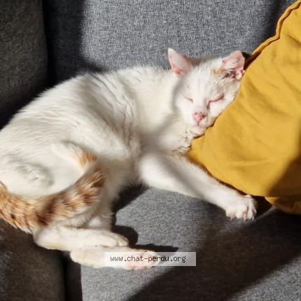 Photo de chat perdu à Eaunes