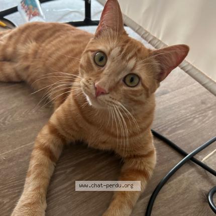Photo 1/1 Caramel Chat perdu à Ygos saint saturnin