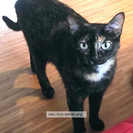 Photo 1/1 Bigoudi Chat perdu à Joue les tours