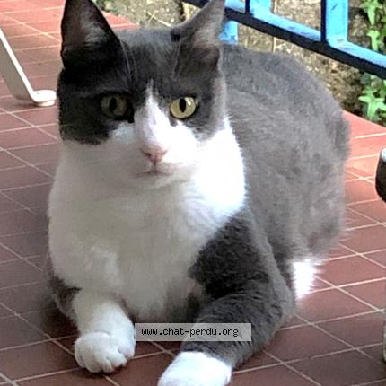 Photo 1/1 ONYX Chat perdu à Nantes