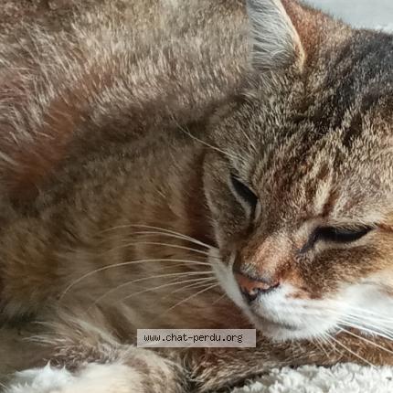 Photo 1/1 Lénia Chat perdu à Genay