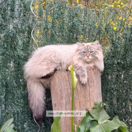 Photo 1/1 Wulf Chat perdu à Beaumont de lomagne