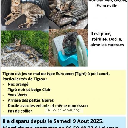 Photo 1/1 Chat retrouvé Perdu à Montfermeil