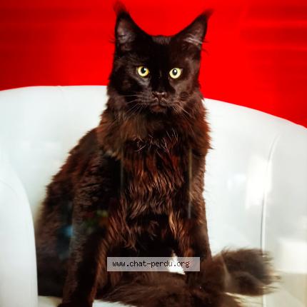 Photo 1/1 Wally Chat perdu à Montmartin sur mer