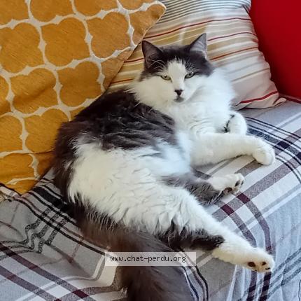 Photo 1/1 Chat retrouvé Perdu à Saint Jean