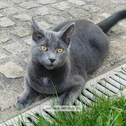 Photo de chat perdu à Franconville