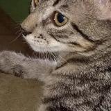 Photo de chat perdu à San Rafael