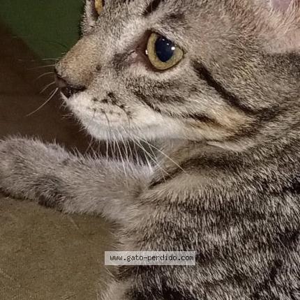 Photo 1/1 Lune Chat perdu à San rafael