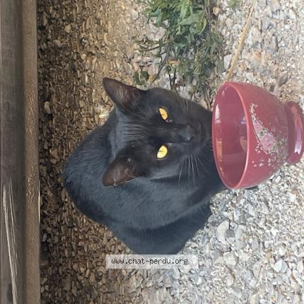 Photo 1/1 Chat retrouvé Trouvé à Plats