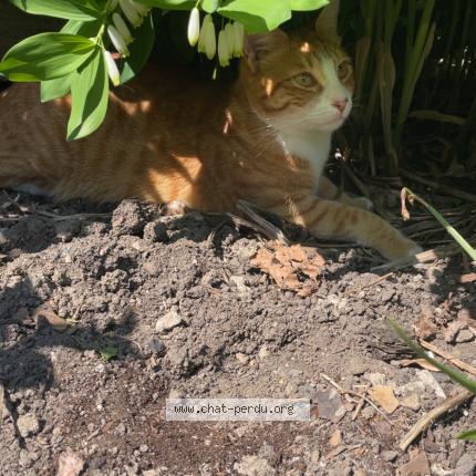 Photo 1/1 Chat retrouvé Perdu à Henin Beaumont