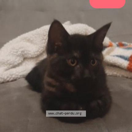 Photo 1/1 Chat retrouvé Perdu à Mulhouse