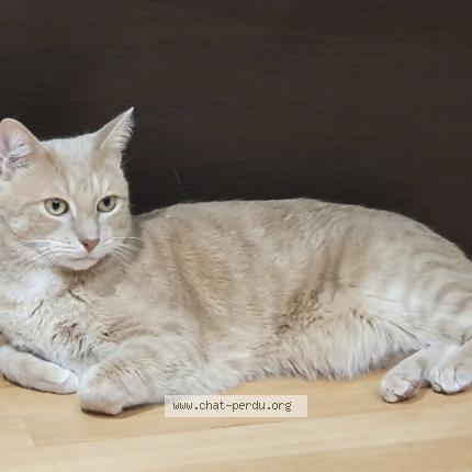 Photo 1/1 TOUTA Chat perdu à Faremoutiers