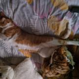 Photo de chat trouvé à Carrieres Sur Seine