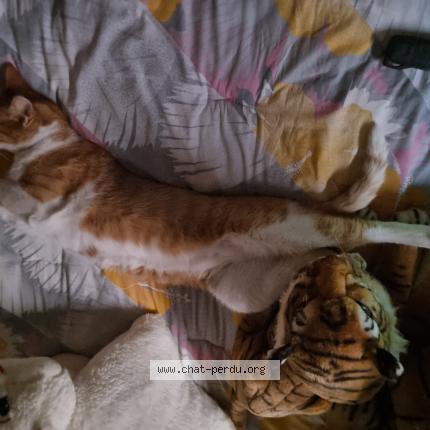 Photo 1/1 Chat retrouvé Trouvé à Carrieres sur seine