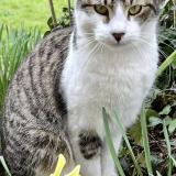 Photo de chat perdu à Saint Etienne Sur Chalaronne