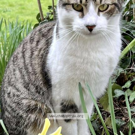 Photo 1/1 Chat retrouvé Perdu à Saint etienne sur chalaronne