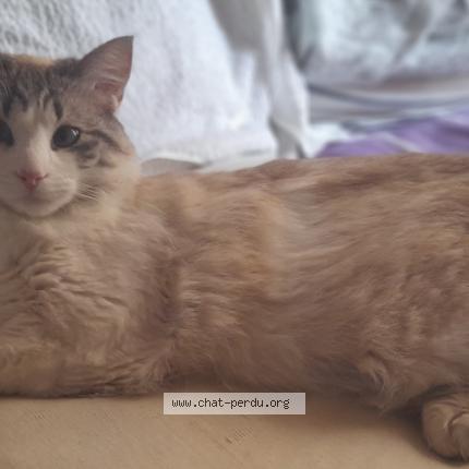 Photo 1/1 Vaiana Chat perdu à Sete